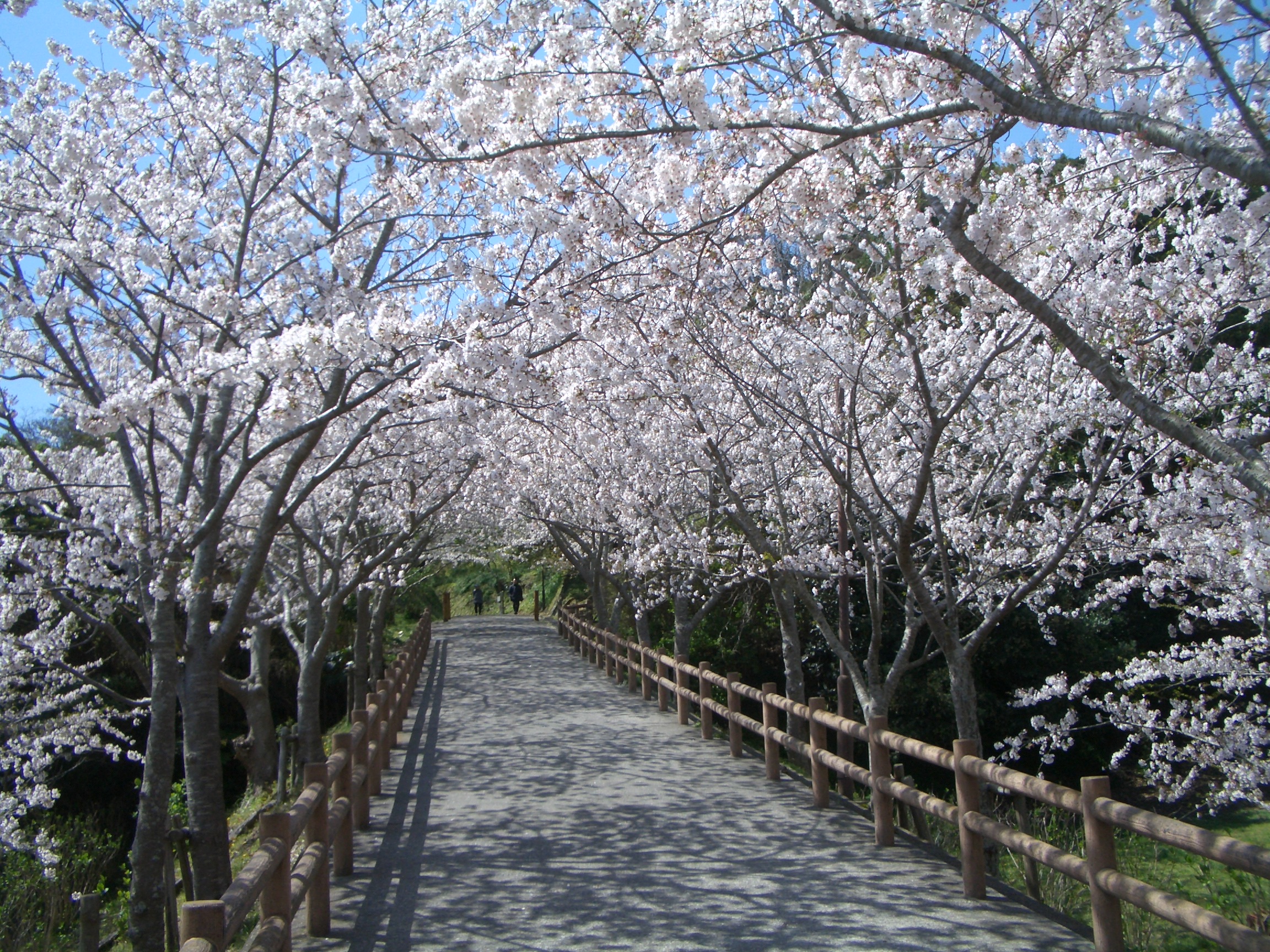 城山公園の桜