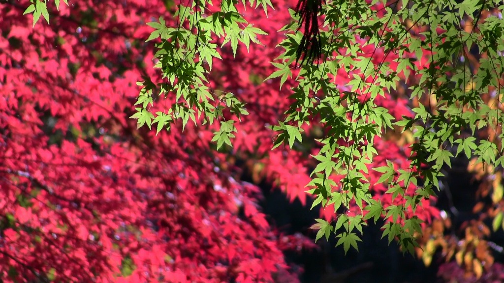 小松寺の紅葉・カエデ・かえで