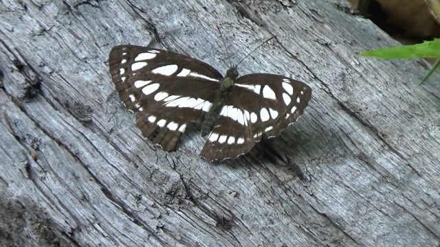 ミスジチョウ・蝶・ちょう