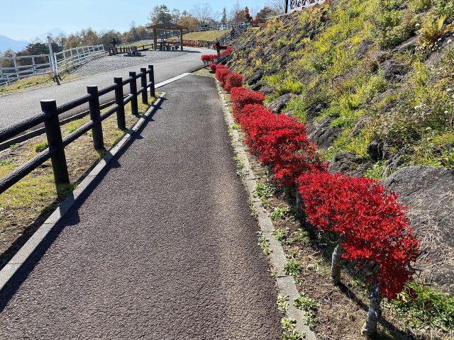 まきば公園のドウダンツツジ