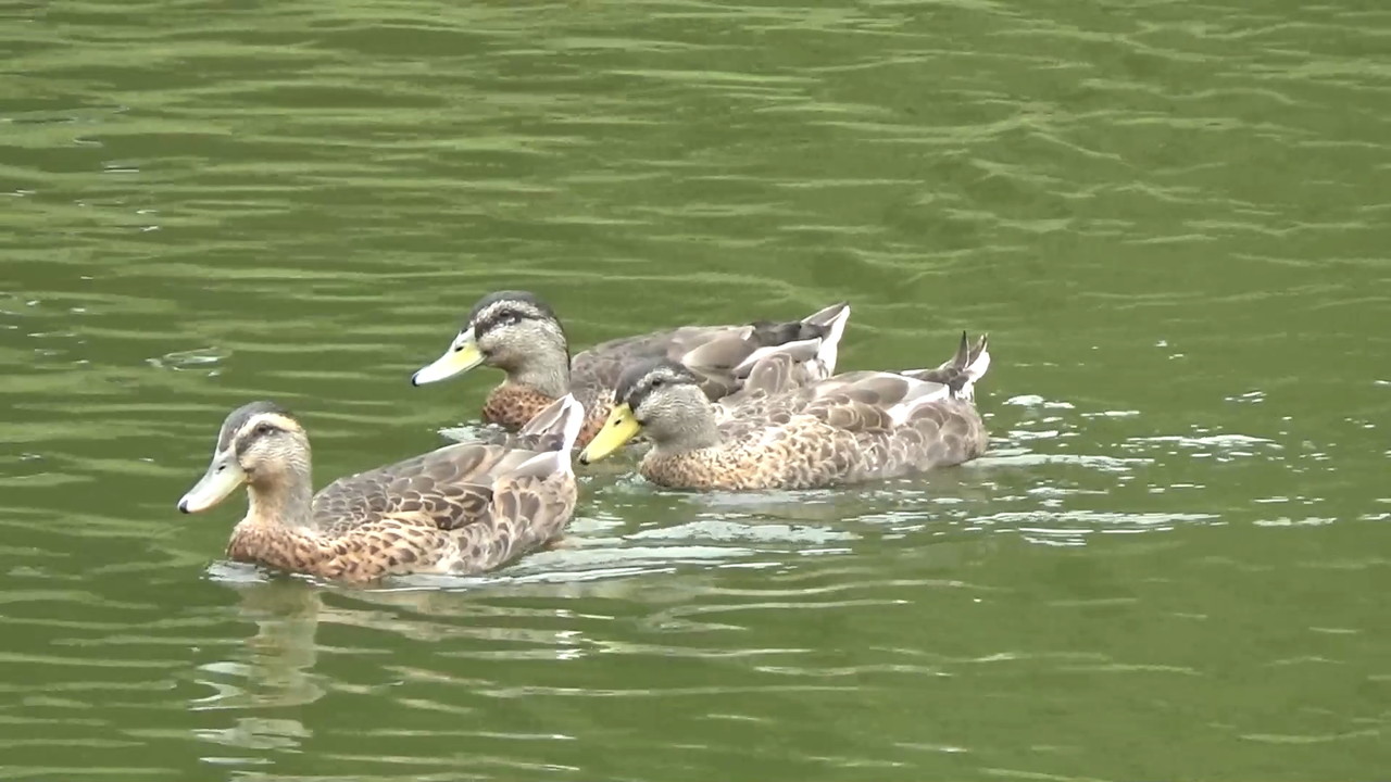 南きよさと道の駅の鴨