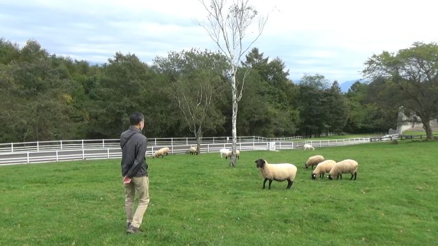 まきば公園の羊