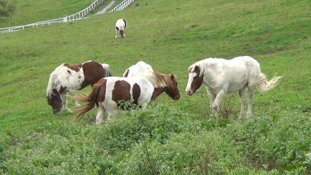 まきば公園の馬