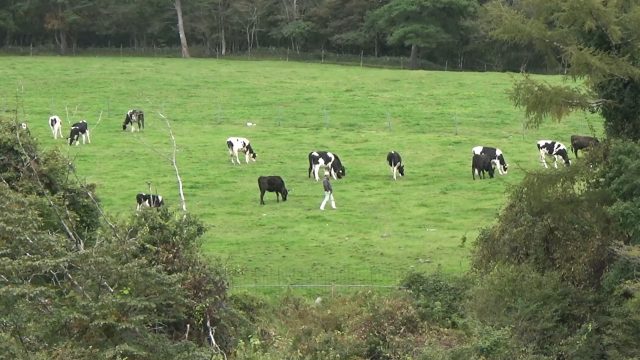 まきば公園の牛