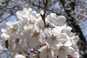八ヶ岳－春の花