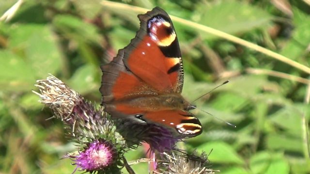 クジャクチョウ