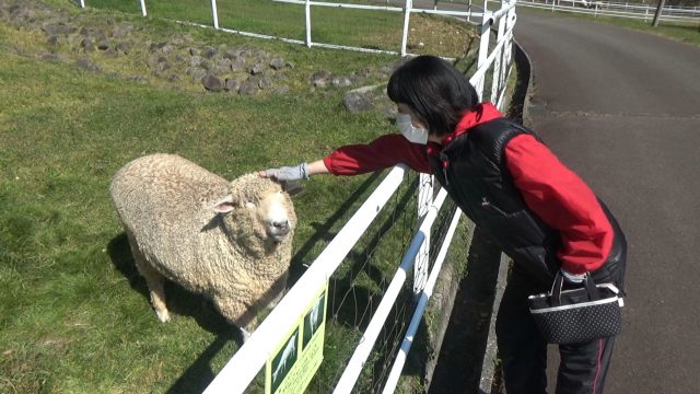 まきば公園の羊