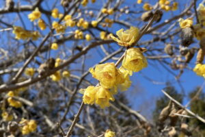 八ヶ岳周辺の自然2021年1-6月