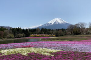 富士芝桜まつり2022年4月