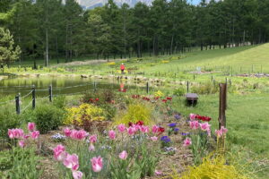 丘の公園ヒルズガーデン